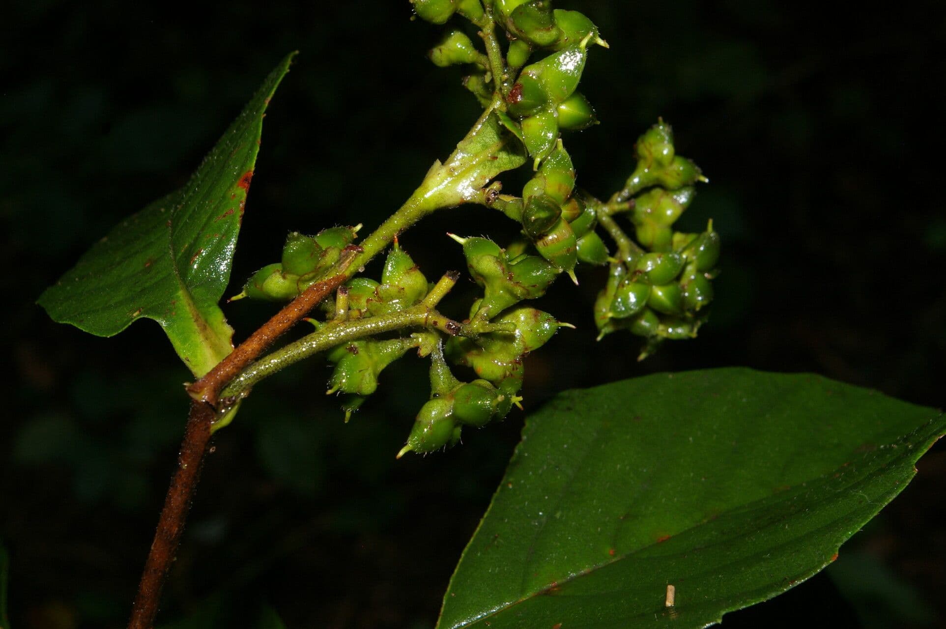 Tetracera 3