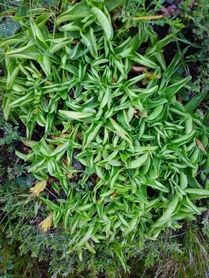 Steinrose 14