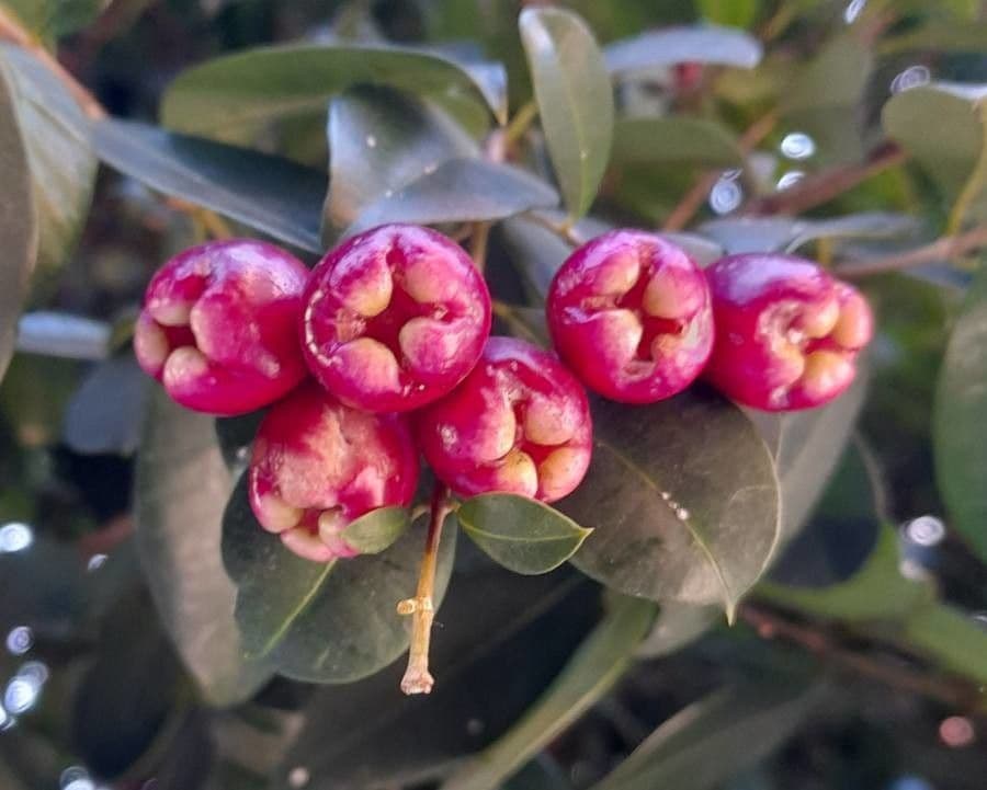 Syzygium