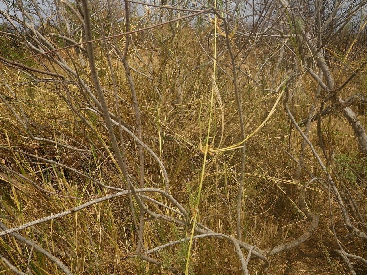 Sporobolus 6