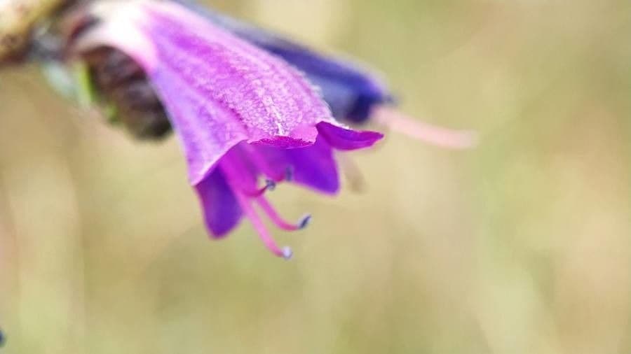 Echium rosulatum 5