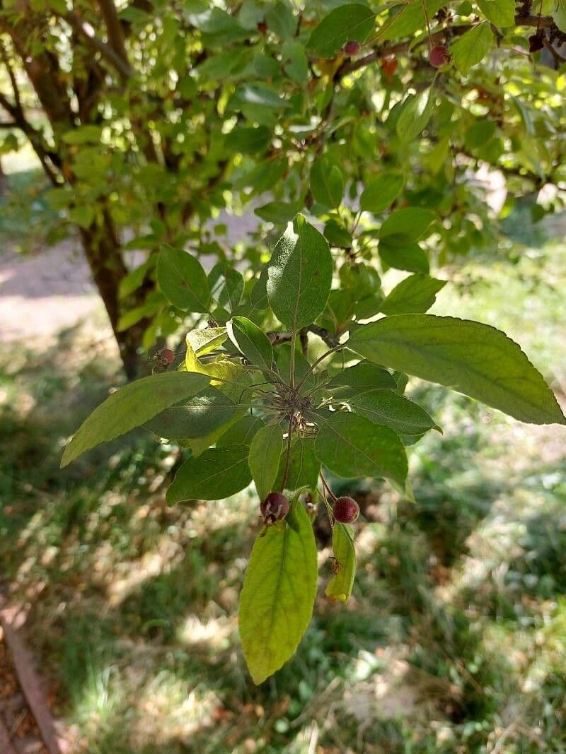 Hupeh-Apfel 20