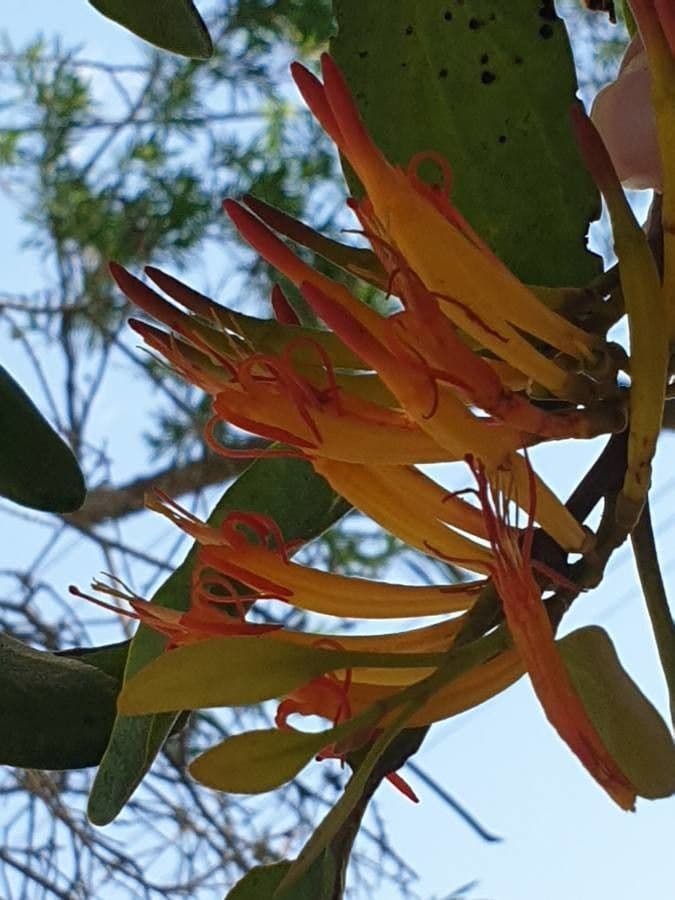 Dendrophthoe 3