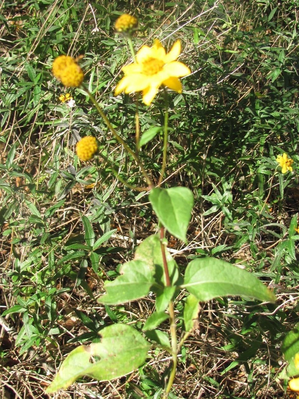 Viguiera dentata 6
