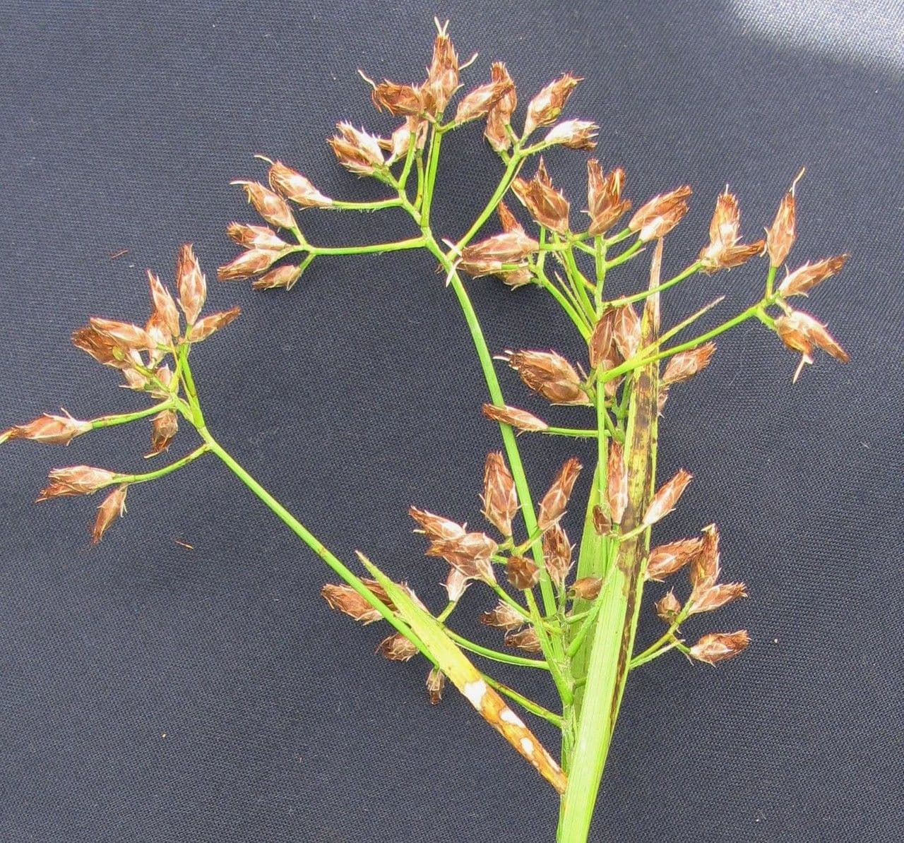 Rynchospora 2