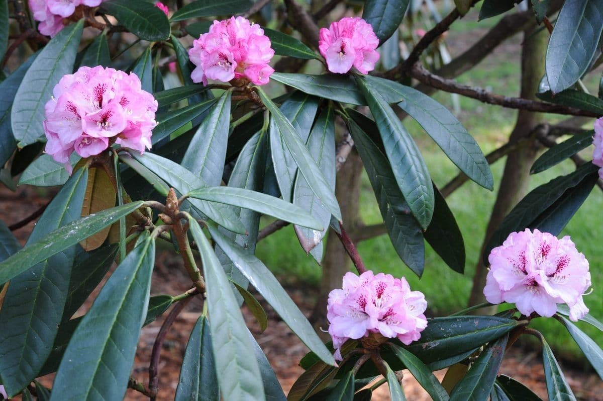Rododendro 9