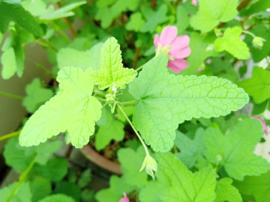 Anisodontea 10
