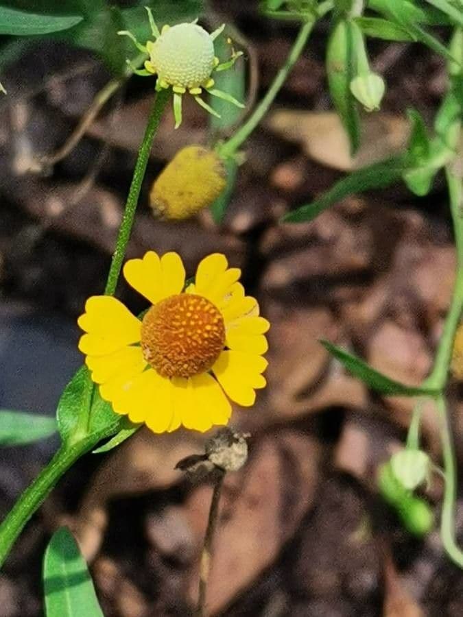 Helenium flexuosum 12