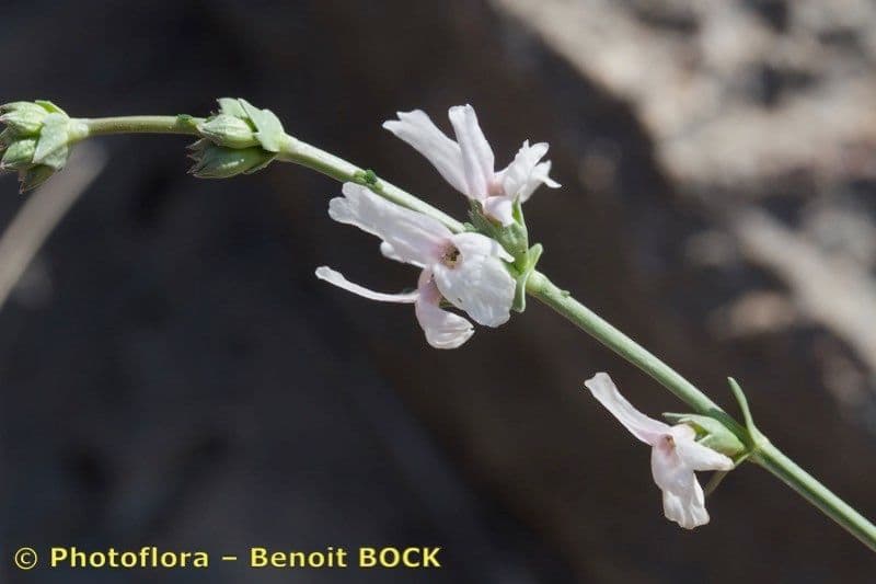 Sideritis 2