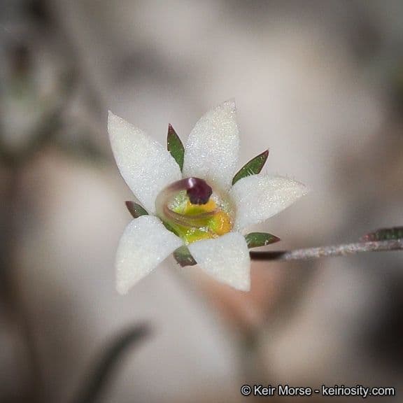 Nemacladus ghiandolifero 5