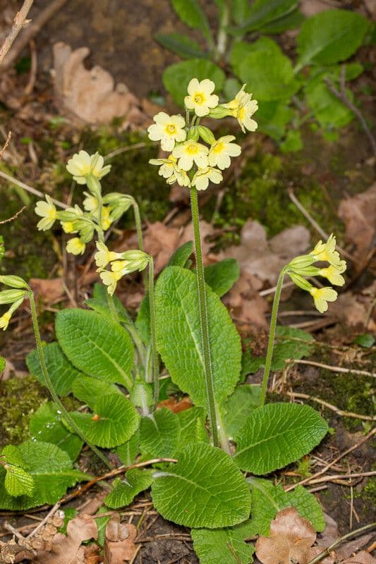 Primula maggiore 22