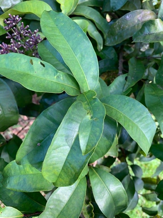 Syzygium 13