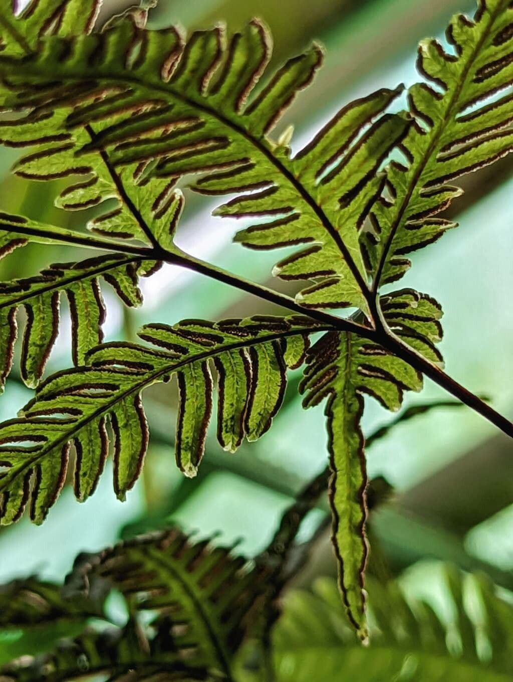 Pteris Greville'a