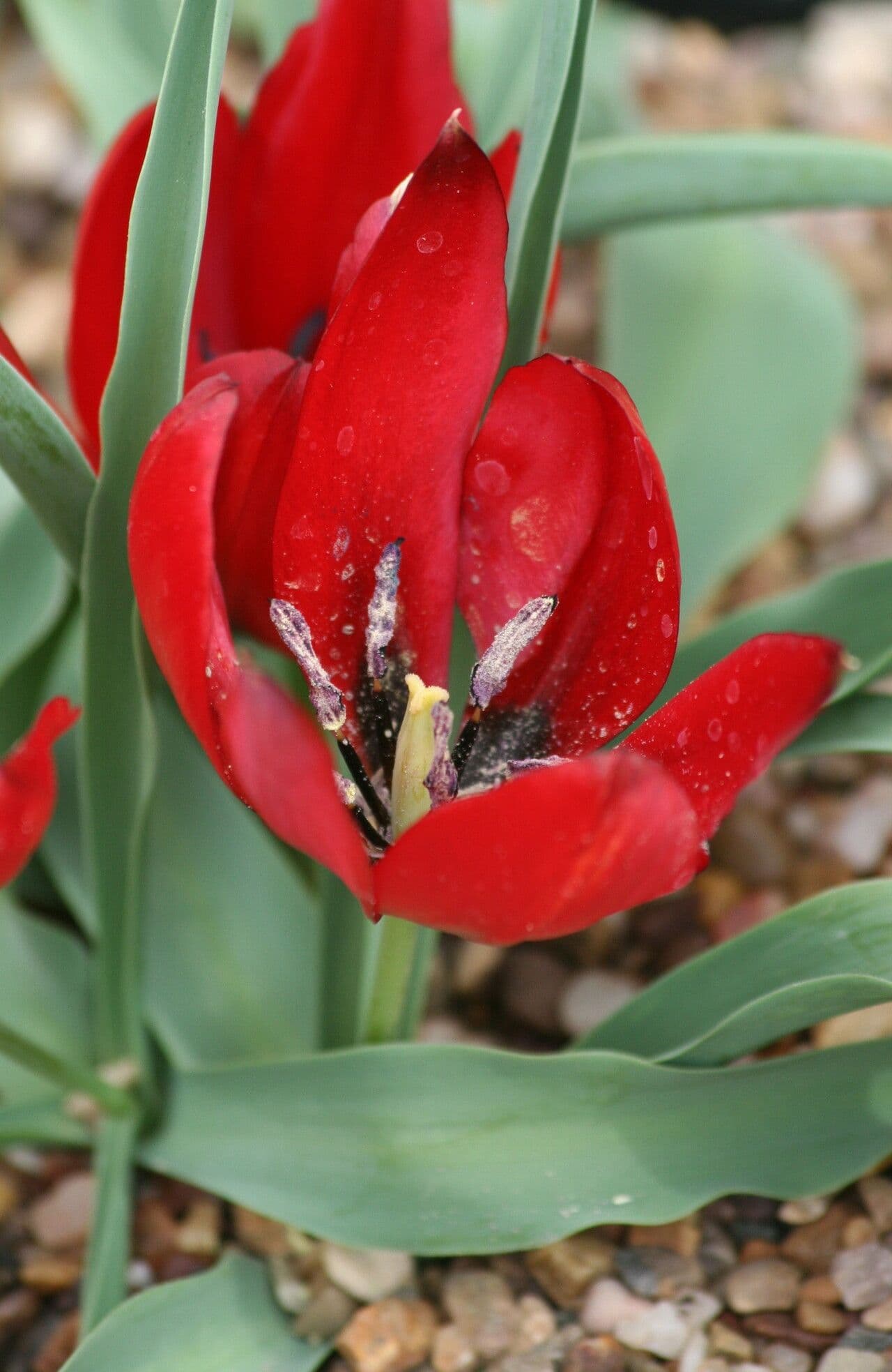 Tulipano 2