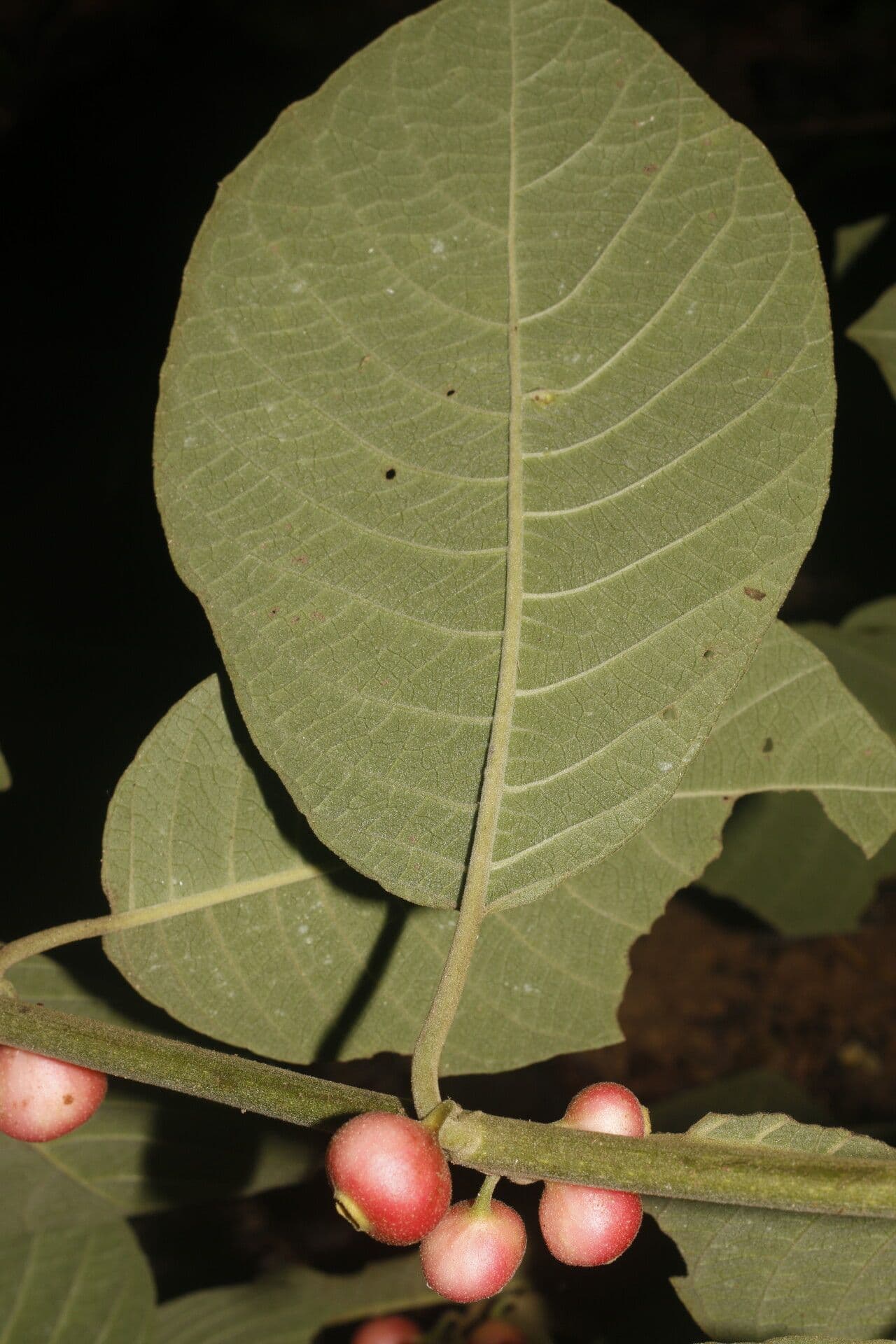 Siparuna gesnerioides 8