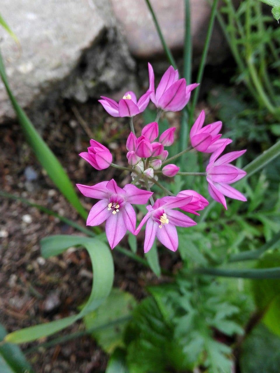 Aglio narciso 8