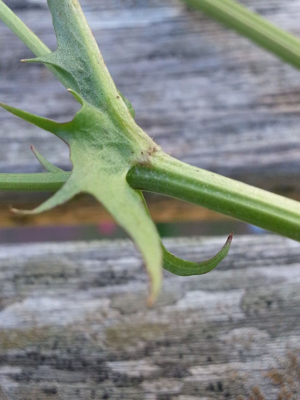Radicchiella capillare 24