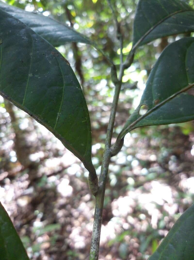 Talisia macrophylla 2