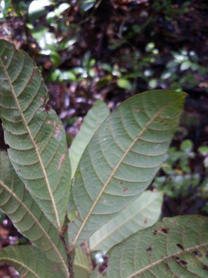 Cupania scrobiculata 8