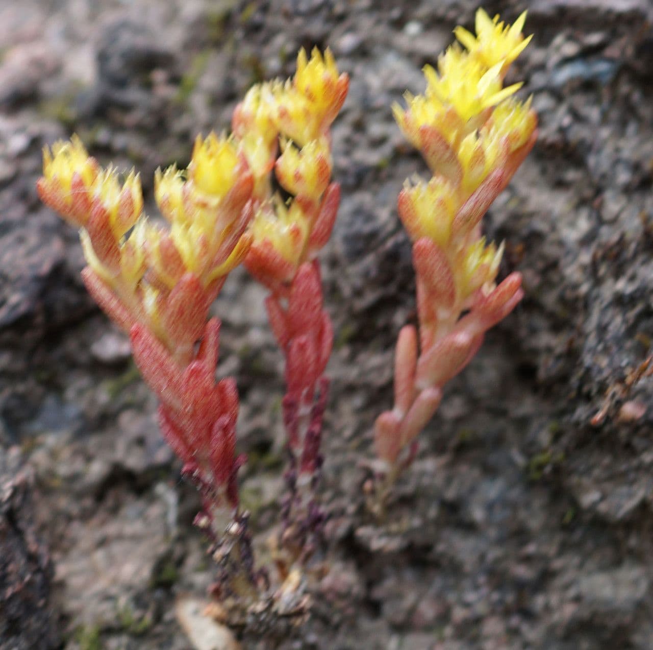 Borracina annuale 7