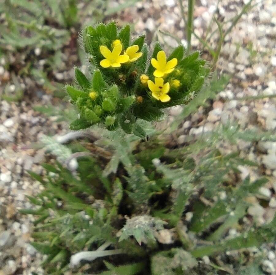 Neatostema apulum 6