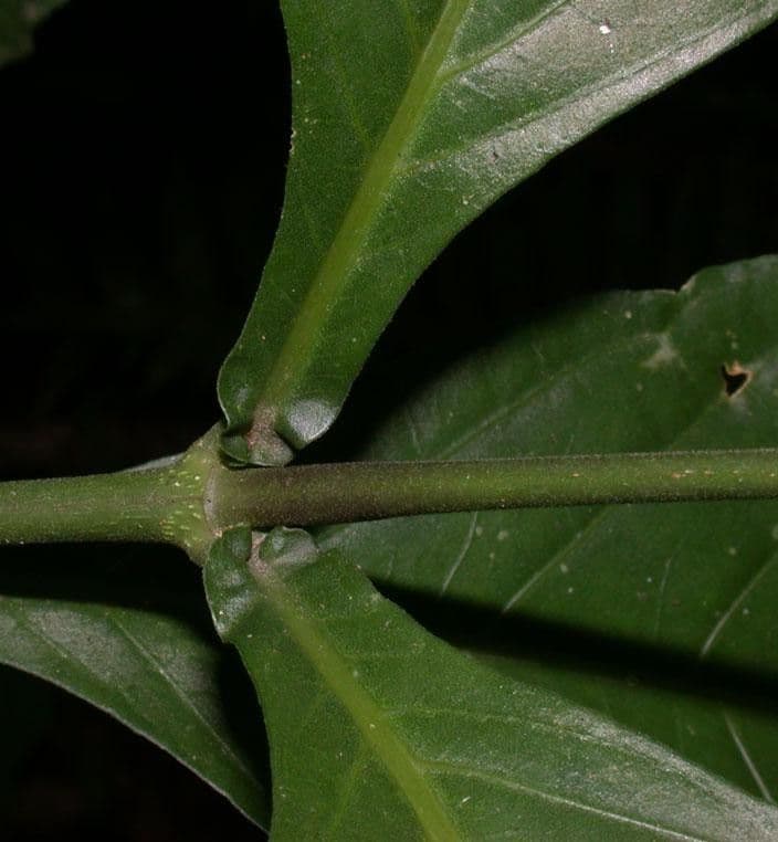 Odontonema tubaeforme 20