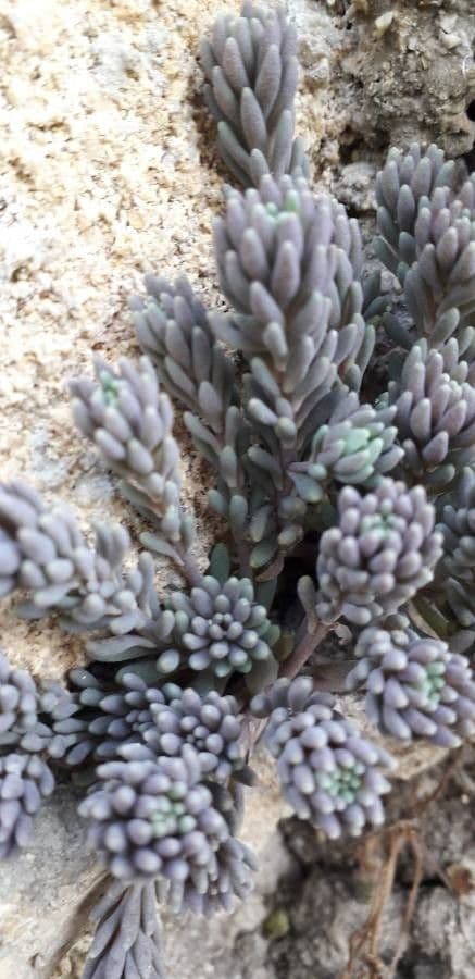 Borracina cerulea 18