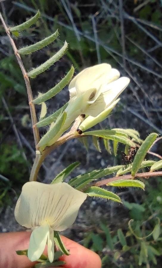 Vicia hybrida 8