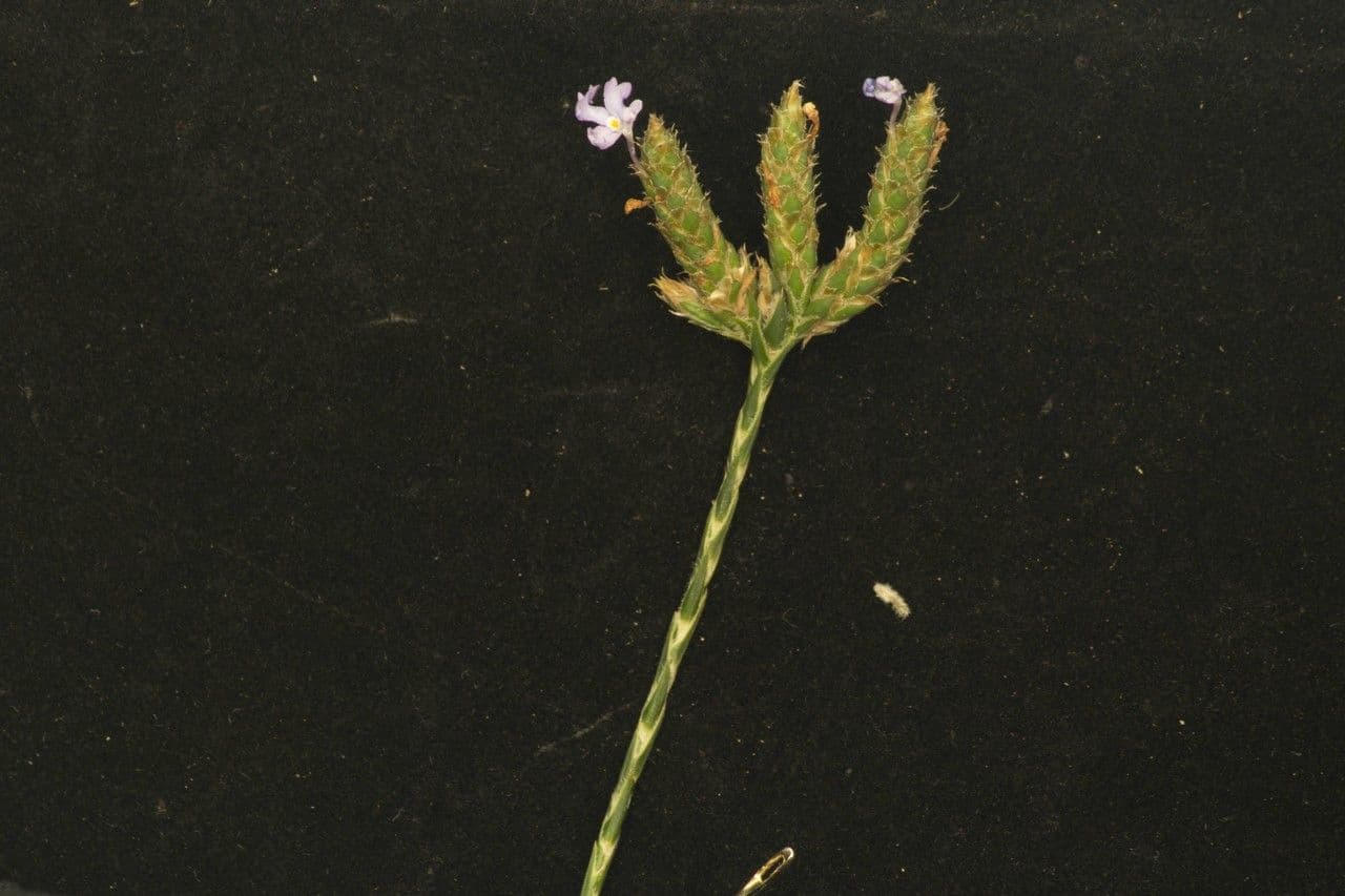 Scaglia viola 14