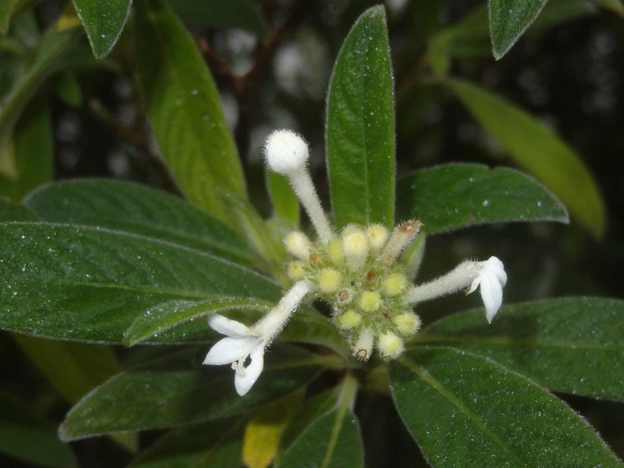 Psychotria 3