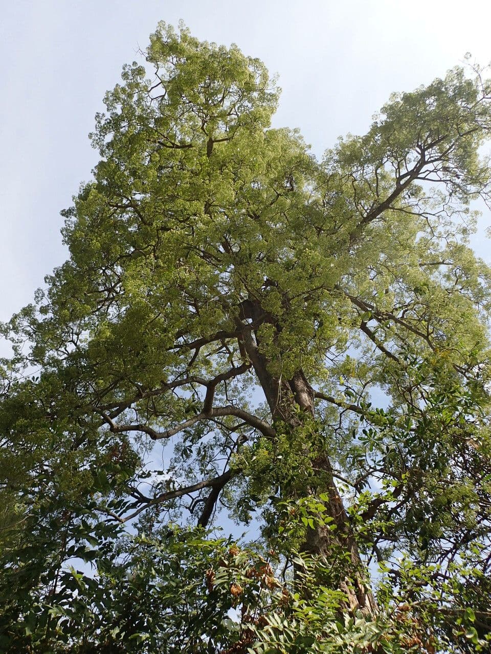 Alstonia 2