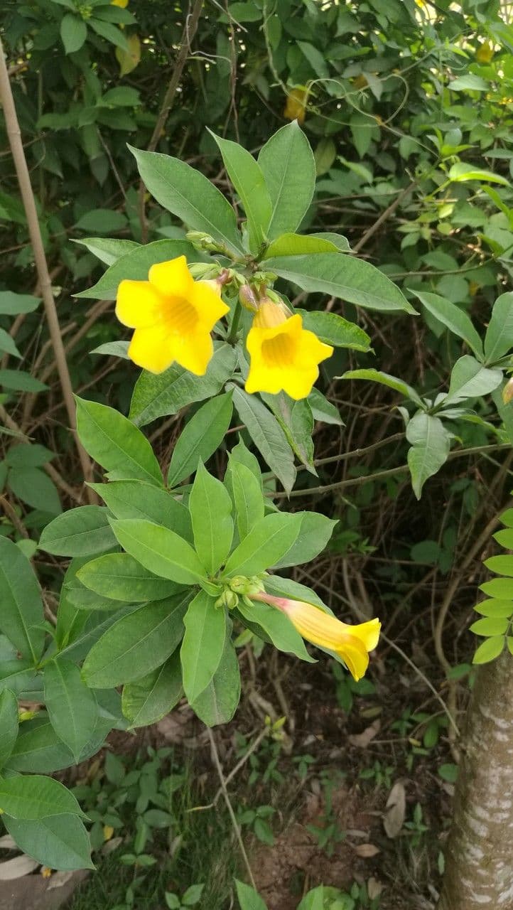 Busch-Allamanda 11