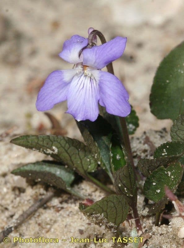 Viola rupestre 8
