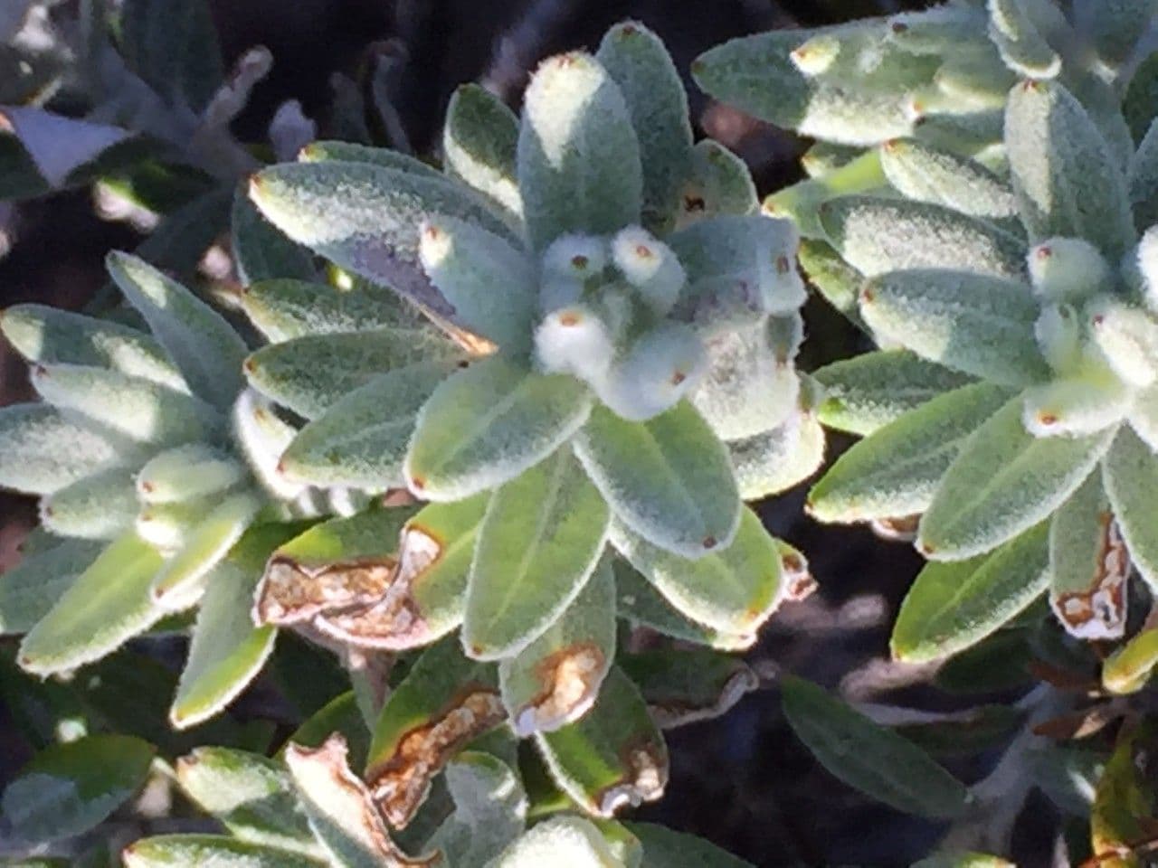 Hubertia 26