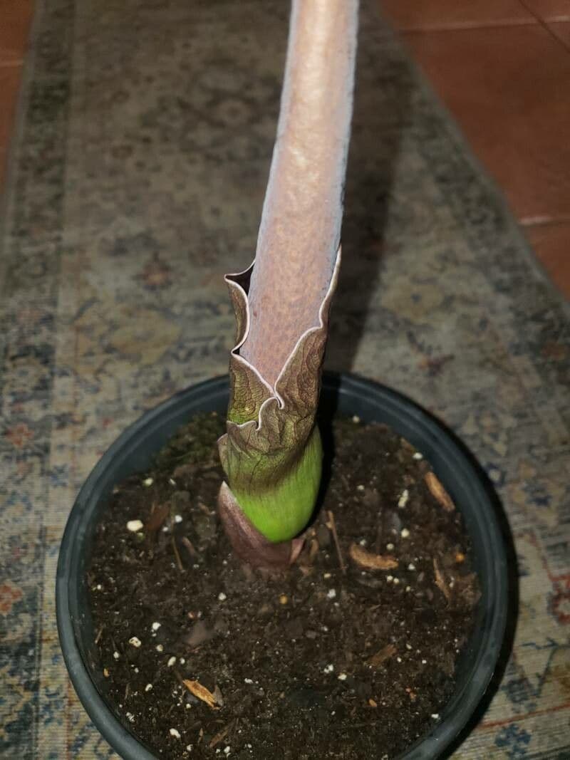 Amorphophallus