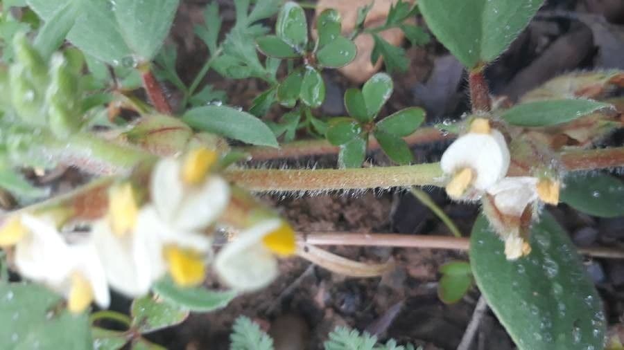 Tripodion tetraphyllum 21