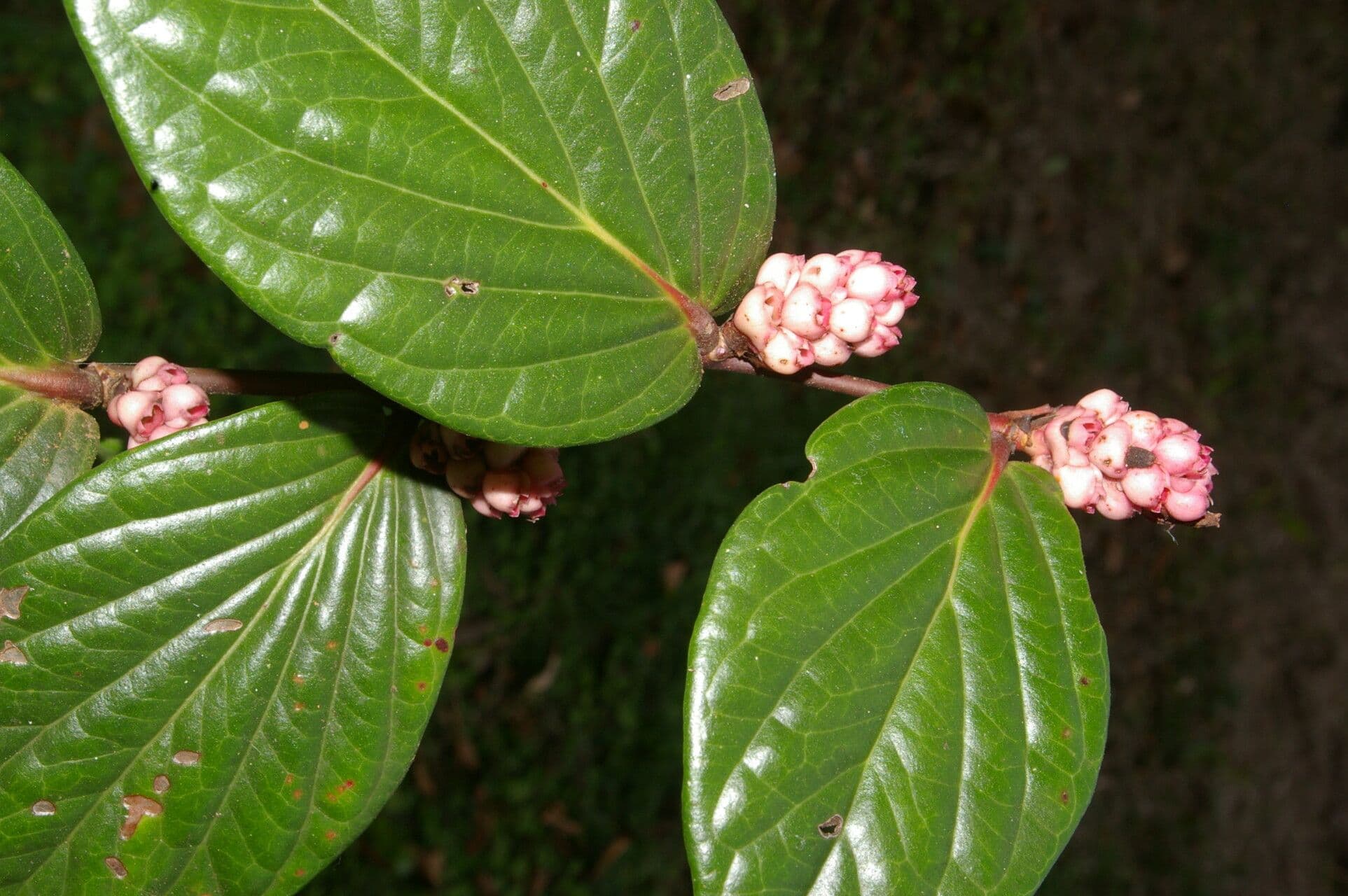 Cavendishia ascellare 5
