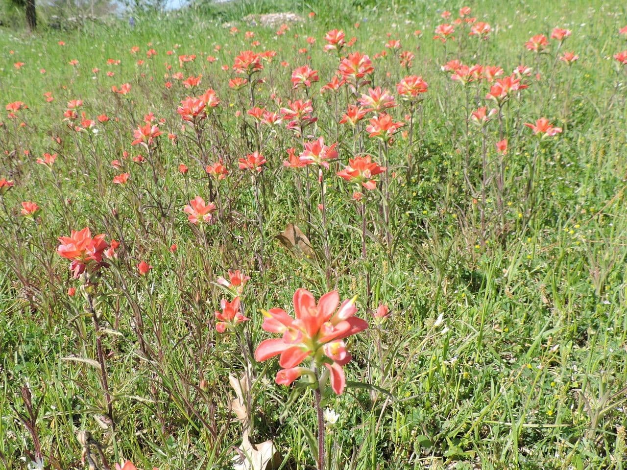 Castilleja 7