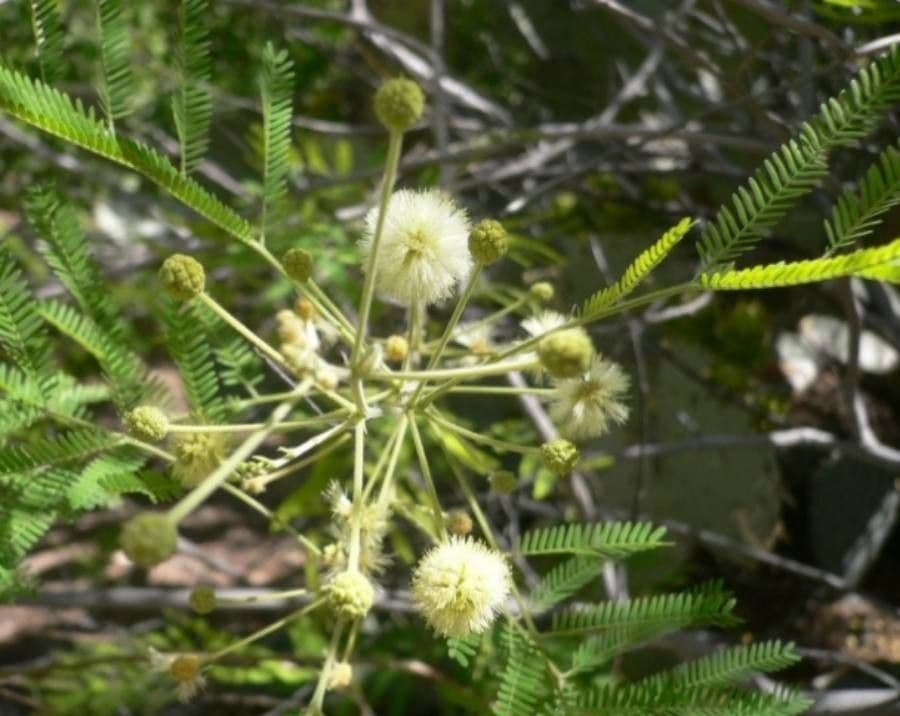 Senegalia berlandieri 4