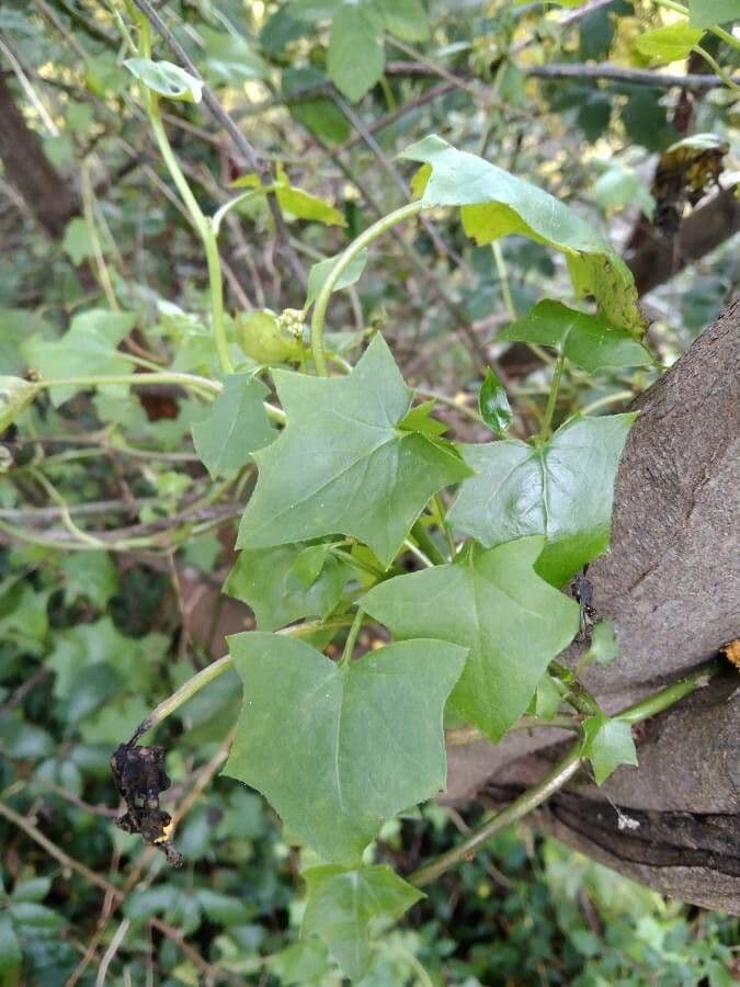 Delairea odorata 17