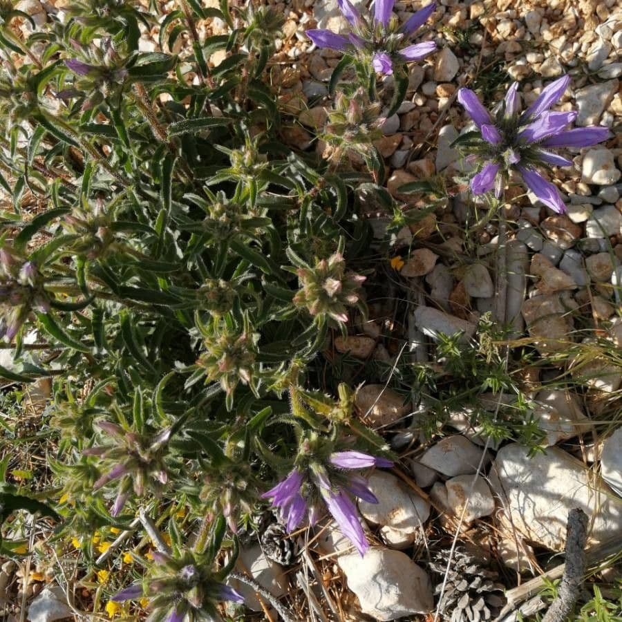 Penstemon 13