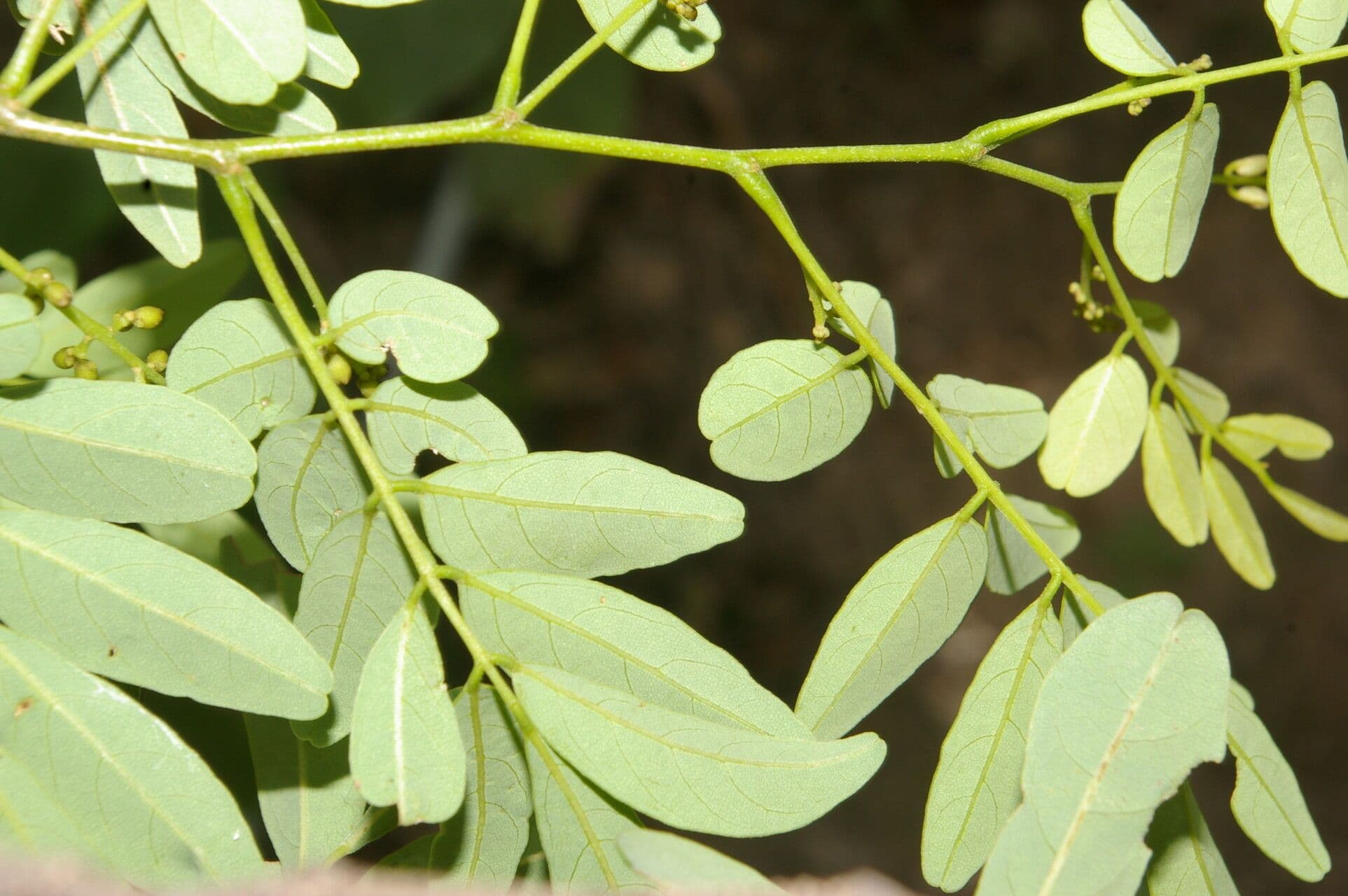 Lonchocarpus lanceolato 14