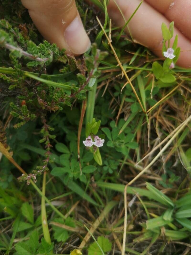 Scutellaria minore 7
