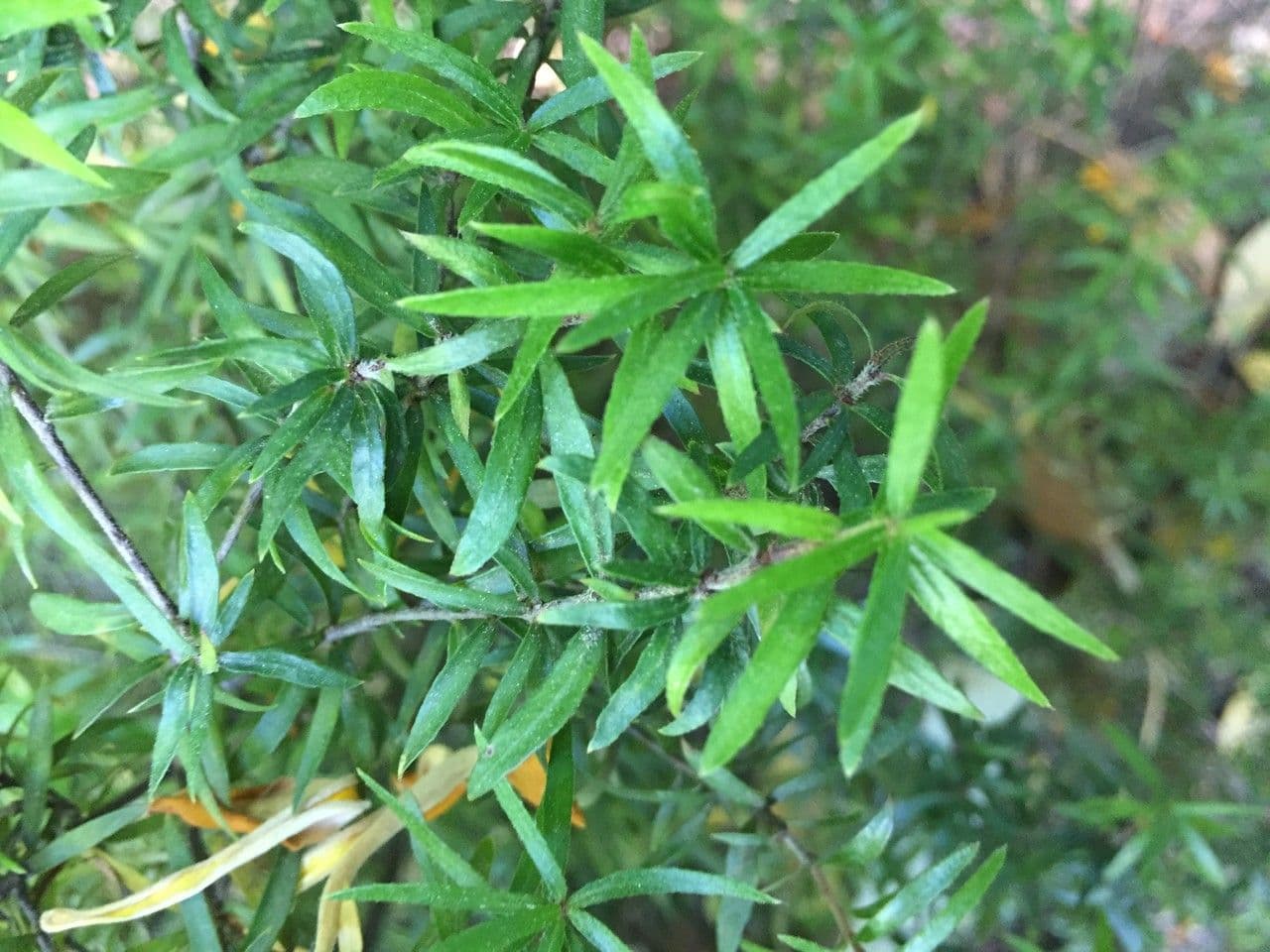 Pittosporum 5