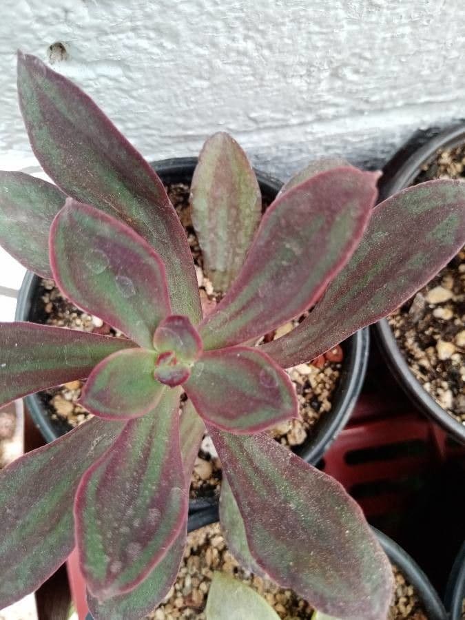Echeveria 11