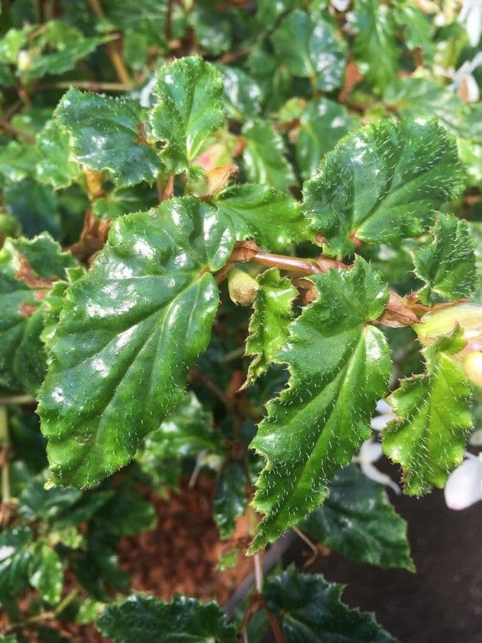 Begonia 11