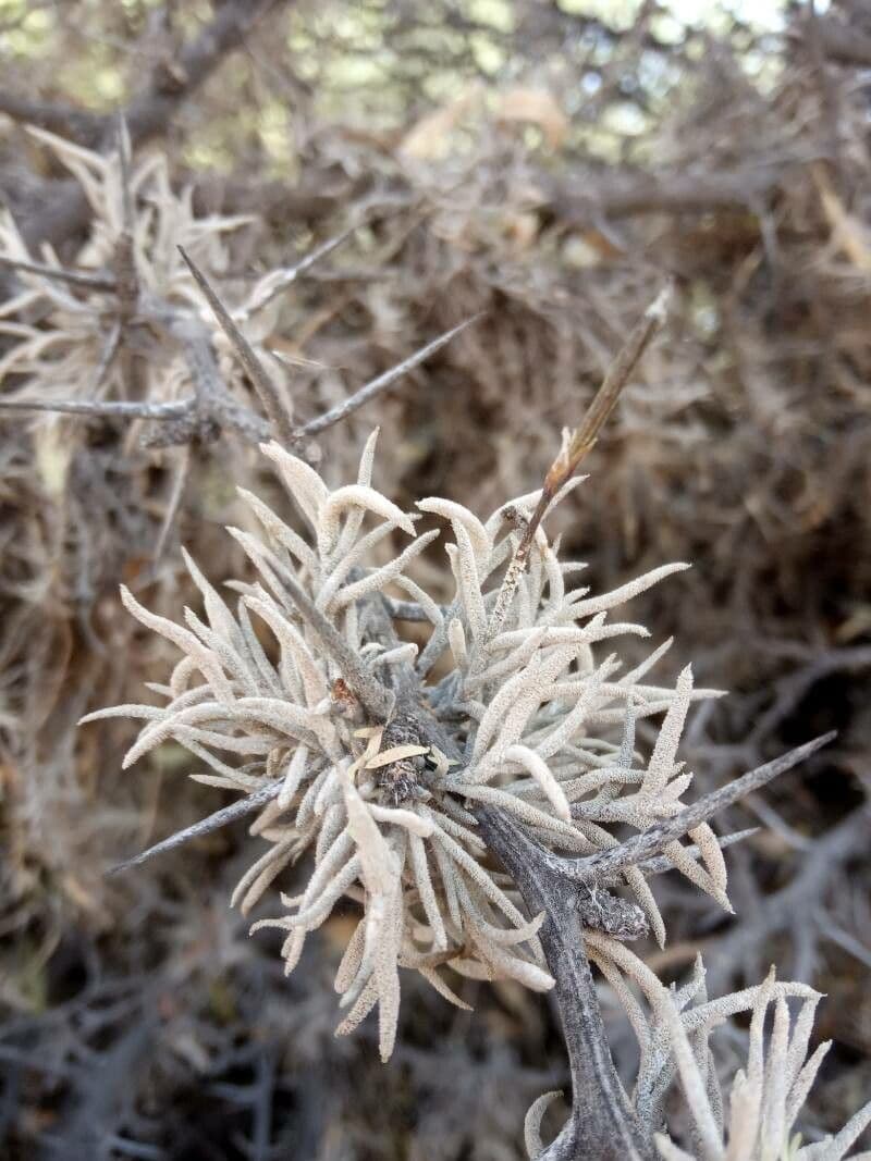 Tillandsia 6