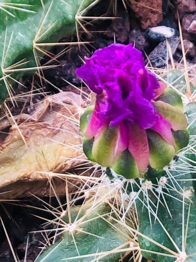Echinocereus cinerascens