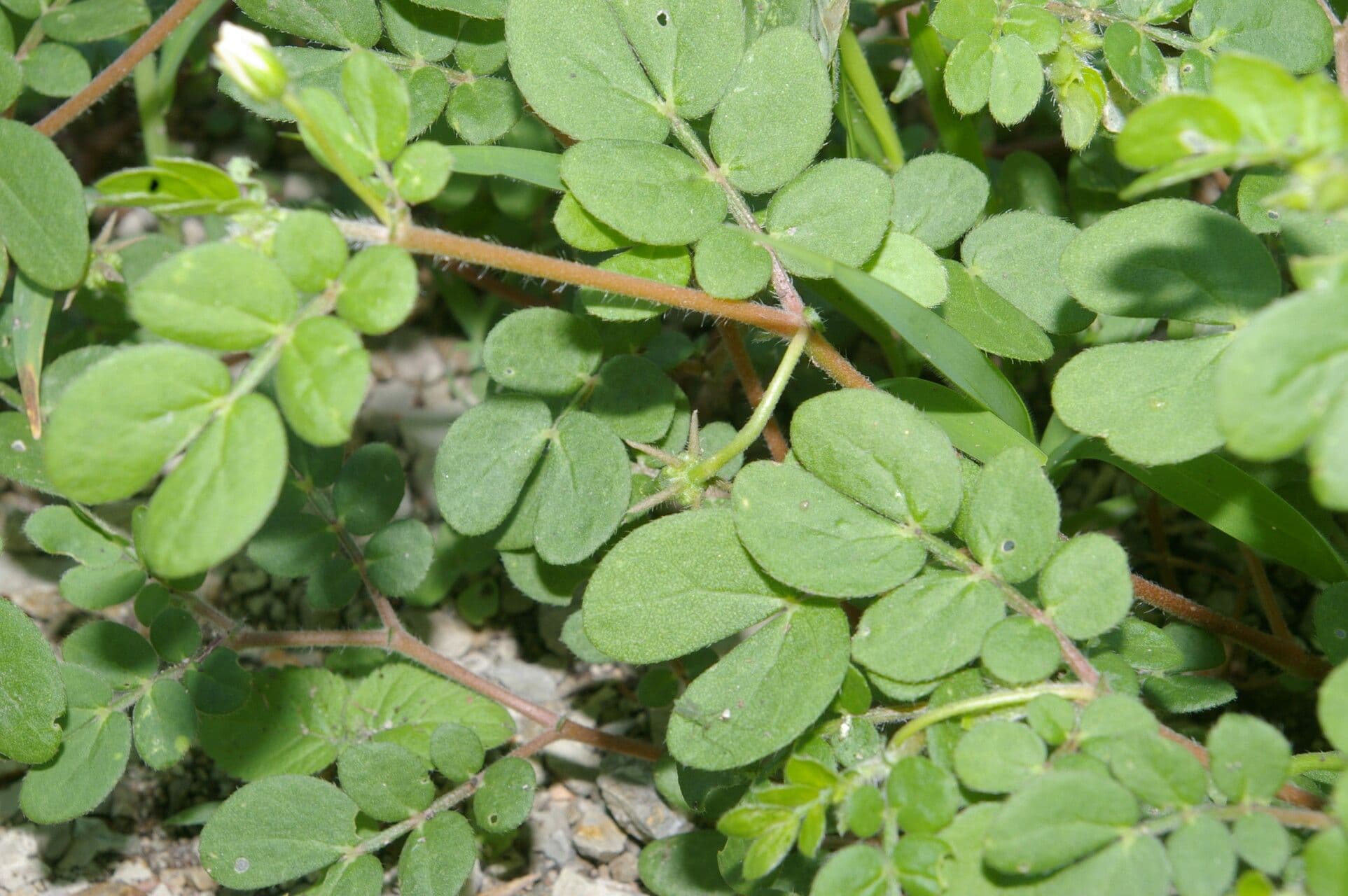Kallstroemia 6