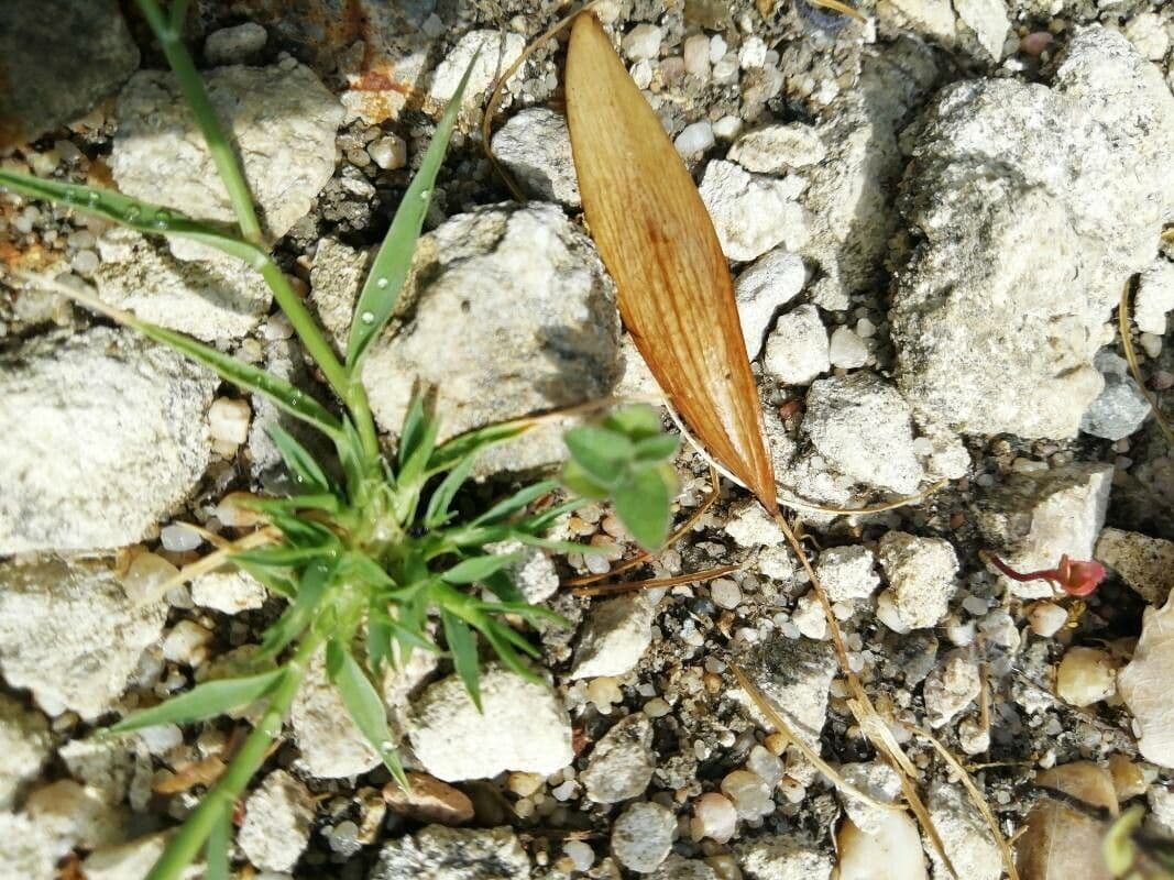 Sporobolus 17